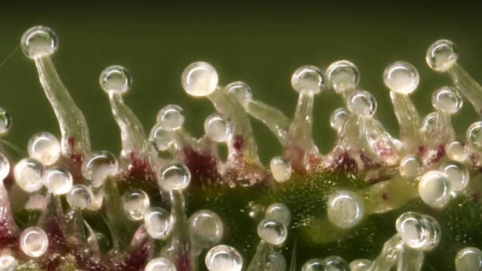 Does Water Wash Away Trichomes