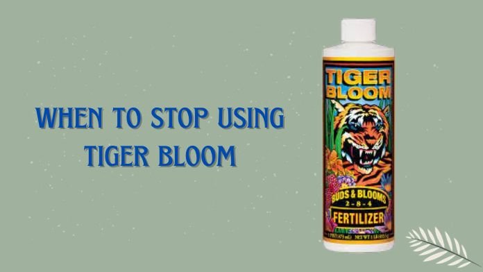 when to stop using tiger bloom